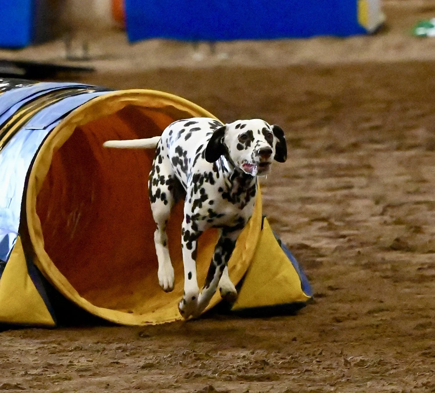 Dog Club Holding Agility Trials This Weekend