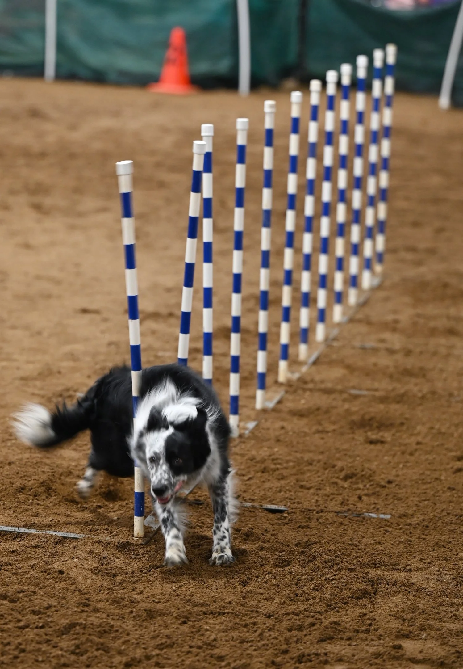 Agility Trials This Weekend