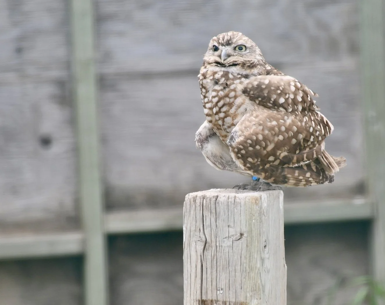 Burrowing Owl Passes Away