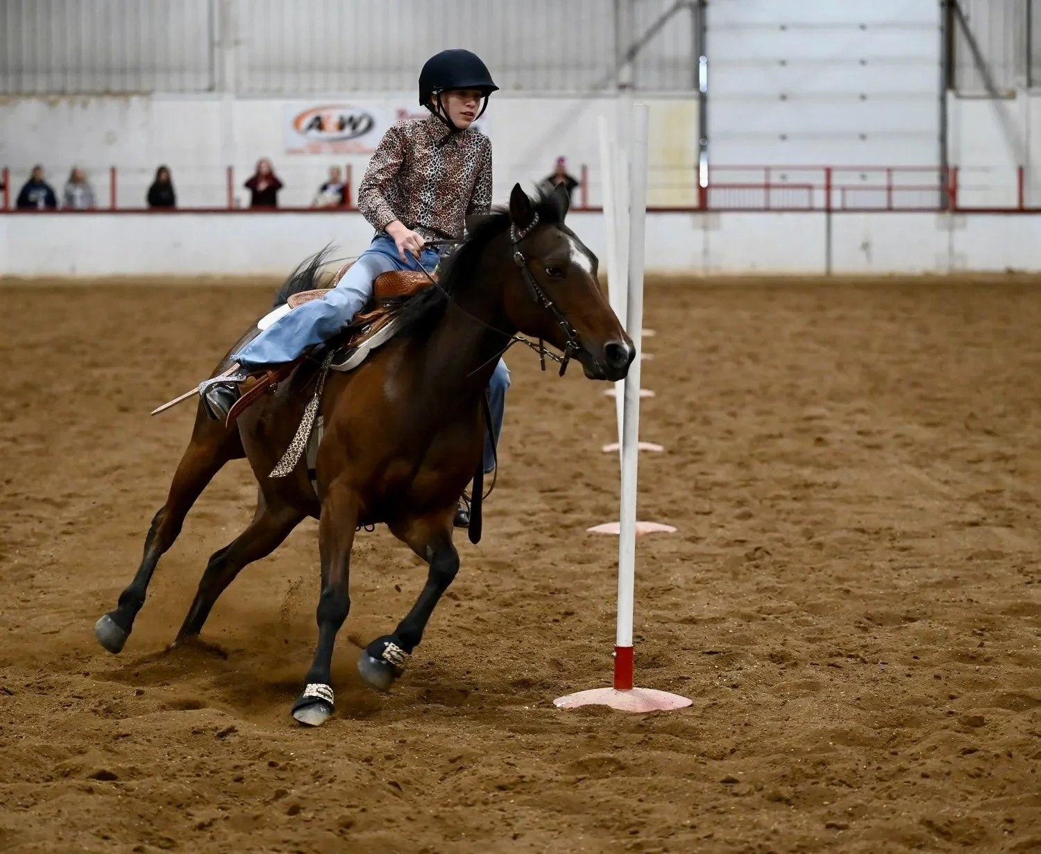 Saskatchewan Horse Federation Provincial Finals This Weekend