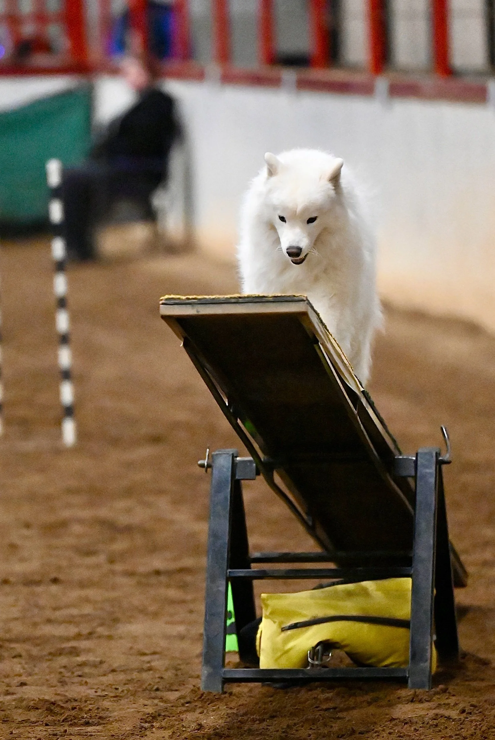 Agility Dogs To Perform