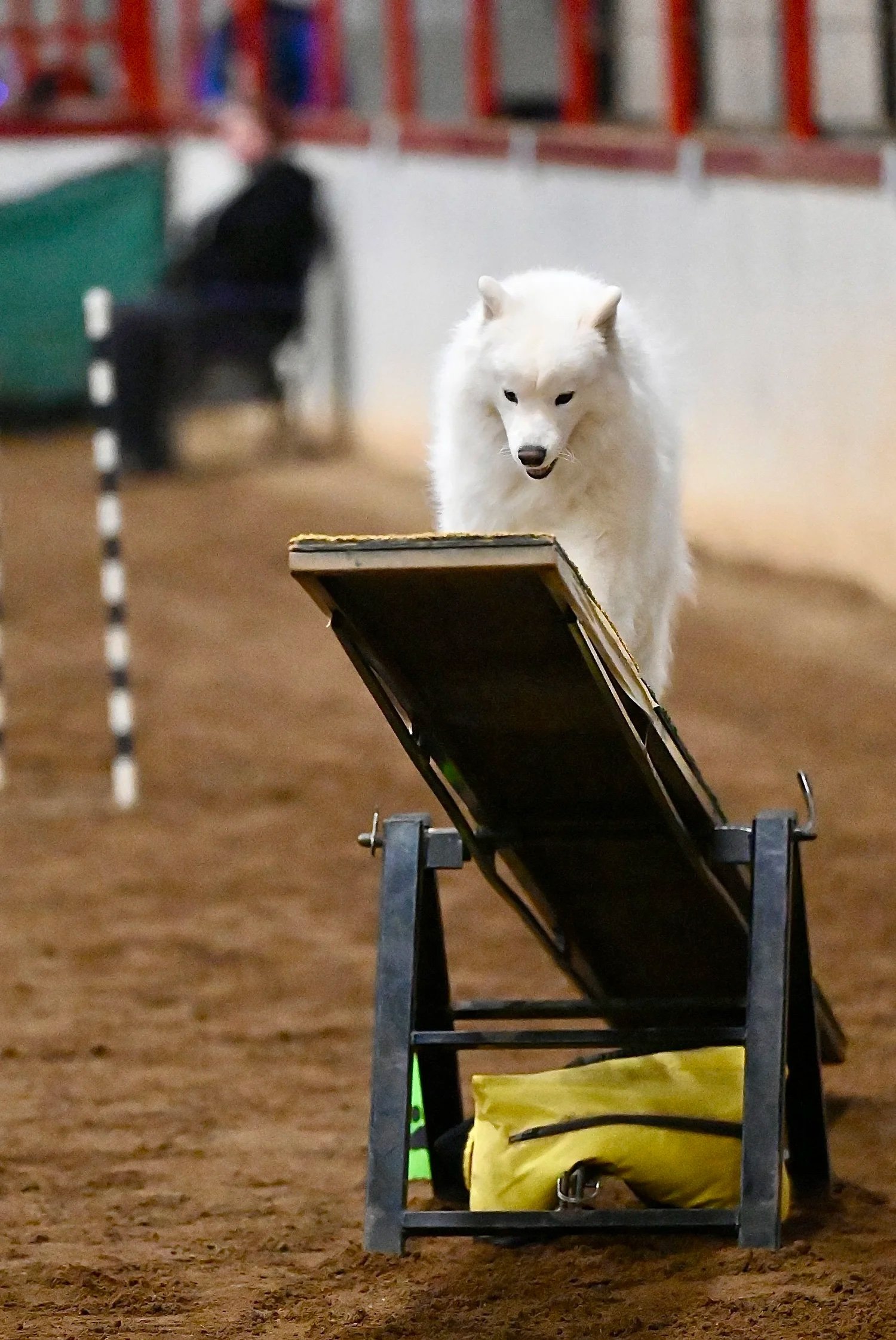 Dog Club To Hold Agility Show