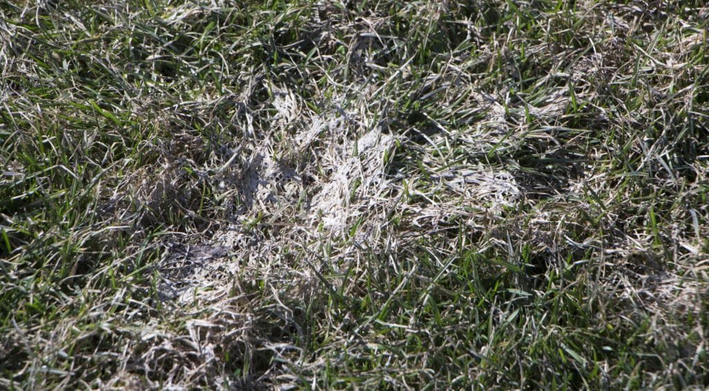 Snow Mold – Is It Real?
