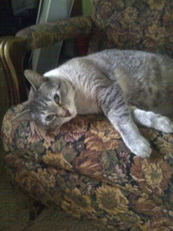 Rhino’s Ramblings - Katie The Wondercat