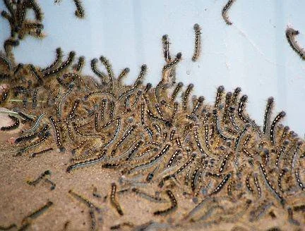 The Worms Are Back - Tent Caterpillars 