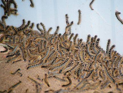 The Worms Are Back - Tent Caterpillars