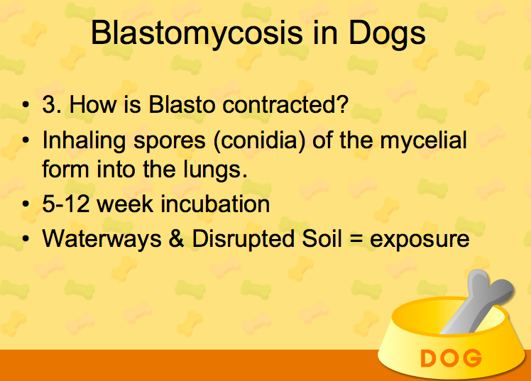 Blastomycosis in Dogs - Prevalent in Moose Jaw (Copy)