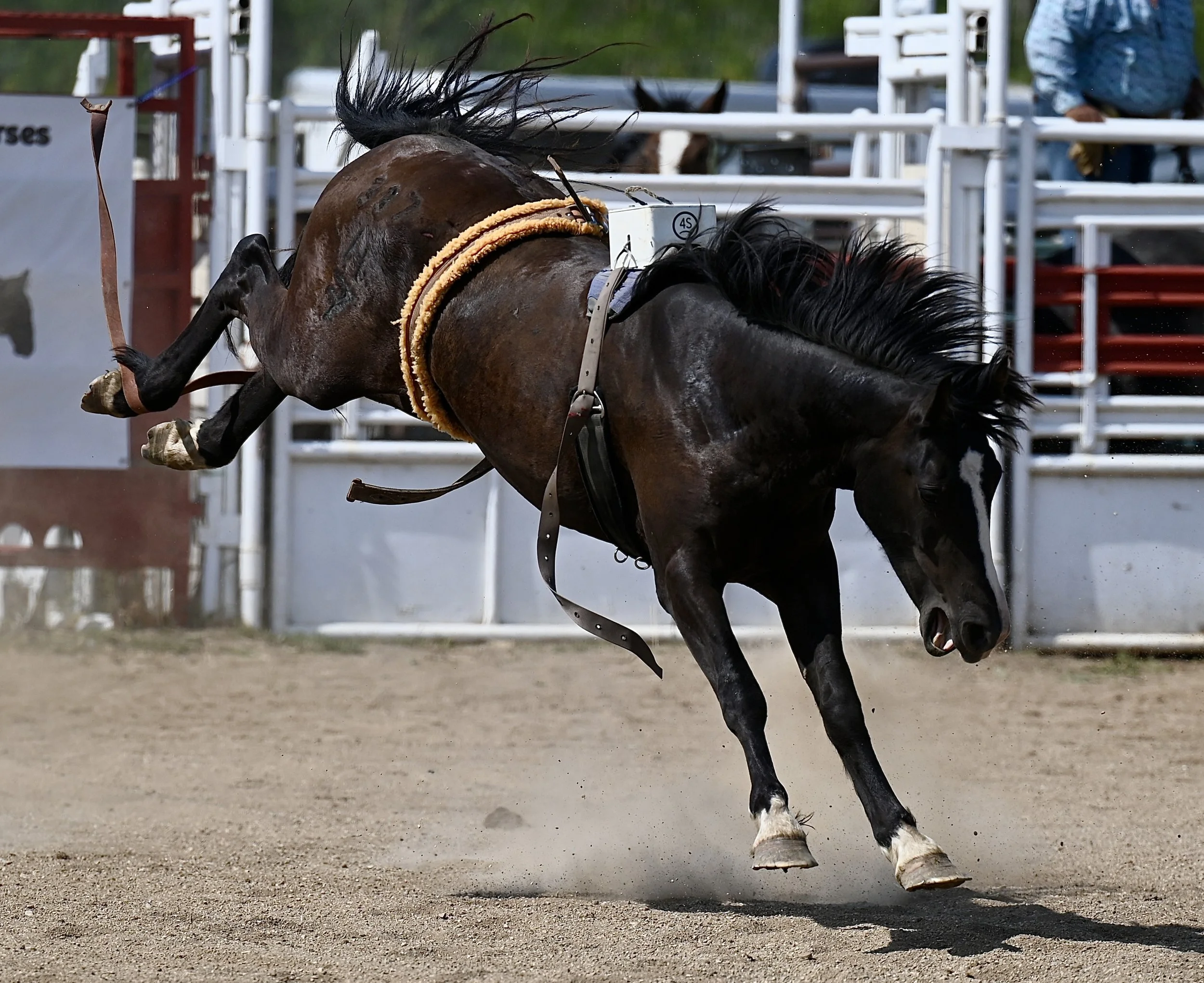 Bucking Broncs Enter The Ring