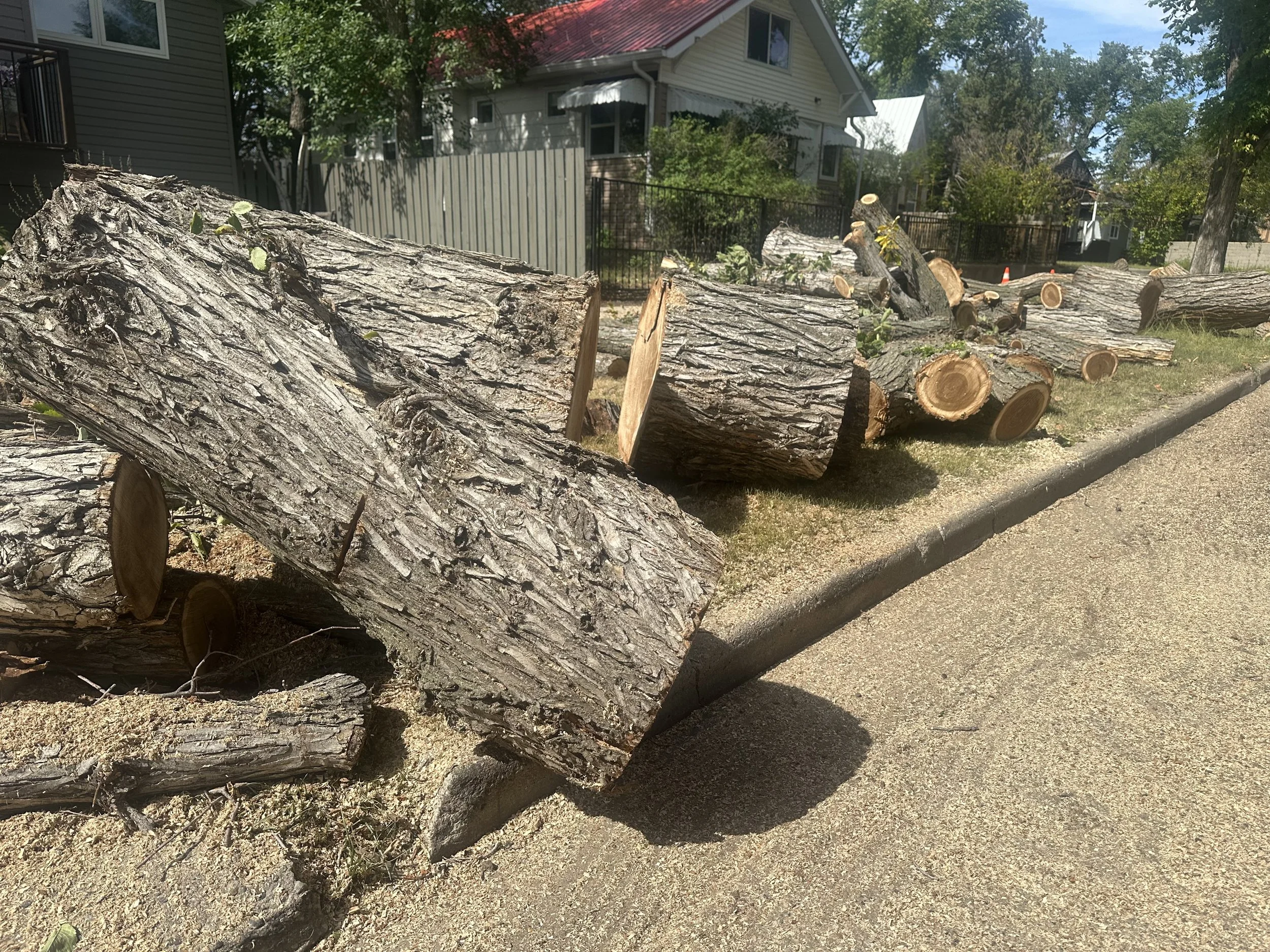 Dutch Elm Disease Decimating Urban Forest 