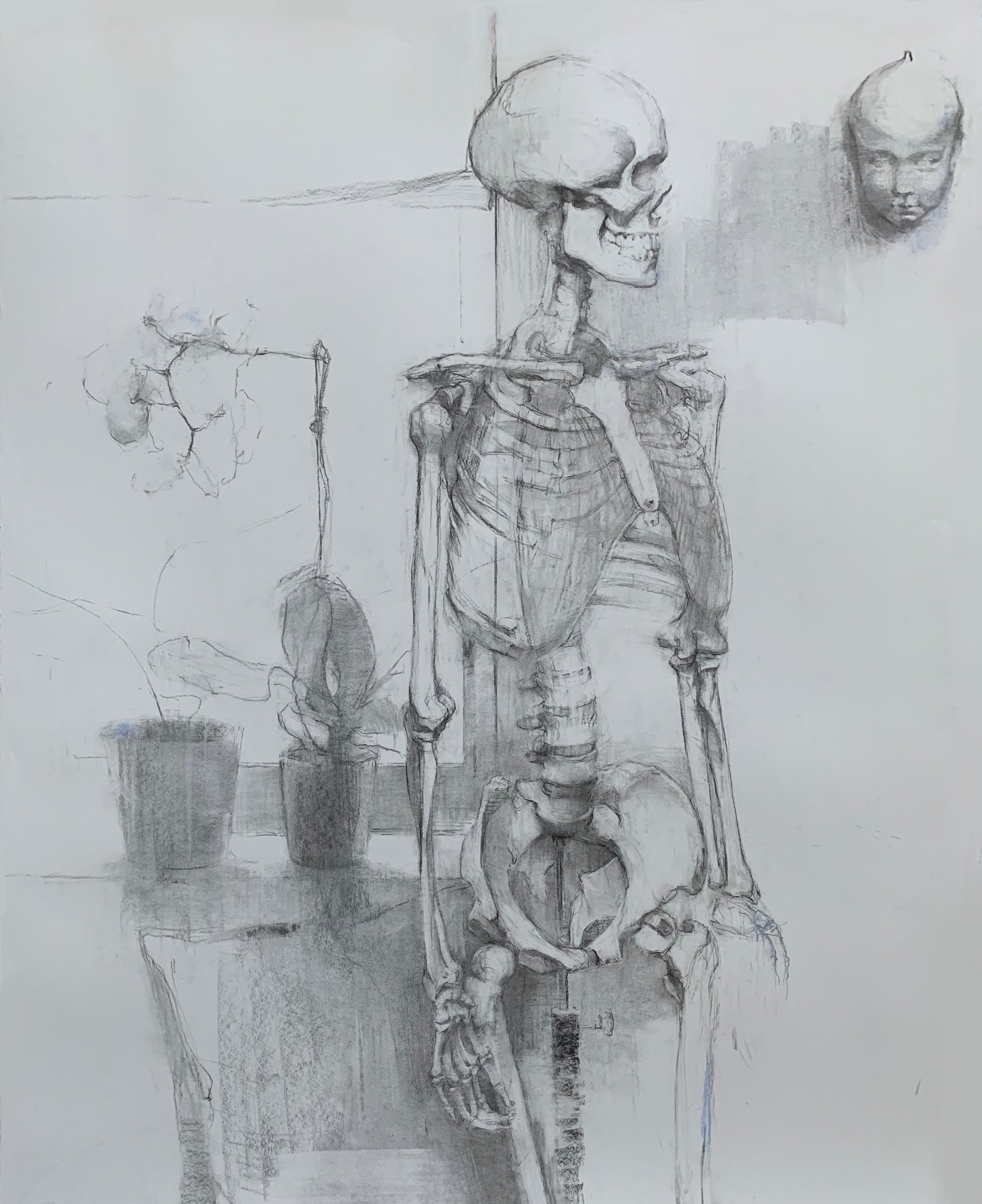   Skeleton 3   2021  48” x 38”  Charcoal and pastel on paper 