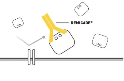 REMICADE® belongs to a class of biologic medications known as TNF-blockers. REMICADE® binds to TNF-alpha, blocking its action. © Janssen Biotech, Inc. 2017.