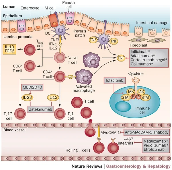 The immune response leading to intestinal inflammation in active inflammatory bowel disease consists of a variety of pro-inflammatory factors, including the cytokines TNA-α and interleukins, as well as the activation of multiple types of white blood cells (mainly various T cells). Each of these molecules and associated cell receptors represent potential targets for IBD therapies. The top section of this figure shows targets and associated drugs in the intestinal mucosa (anti-TNFs and anti-interleukins). The bottom section shows targets in the bordering blood vessels (anti-integrins). Image taken from Danese, S., Vuitton, L., and Peyrin-Biroulet, L. Biologic agents for IBD: practical insights. Nature Reviews Gastroenterology & Hepatology 12, pages 537–545 (2015). doi:10.1038/nrgastro.2015.135.