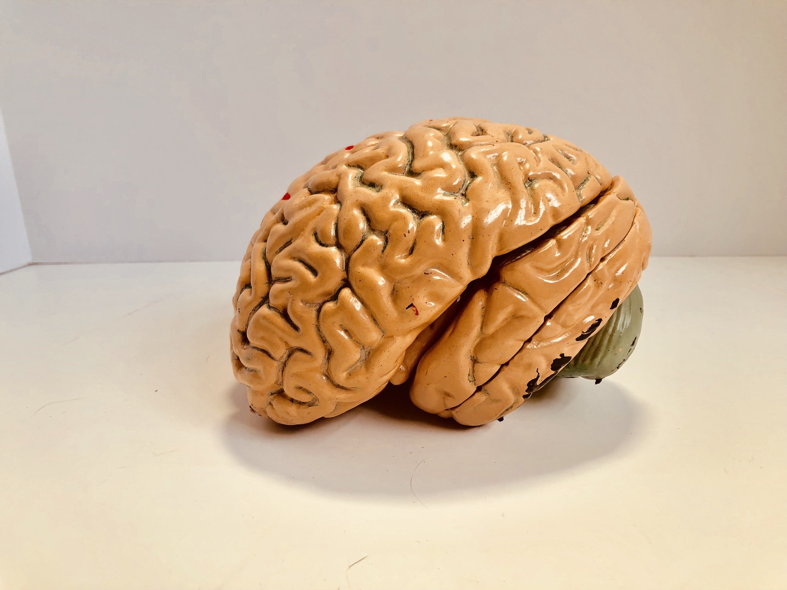 Image of a model of the brain by Natasha Connell on Unsplash