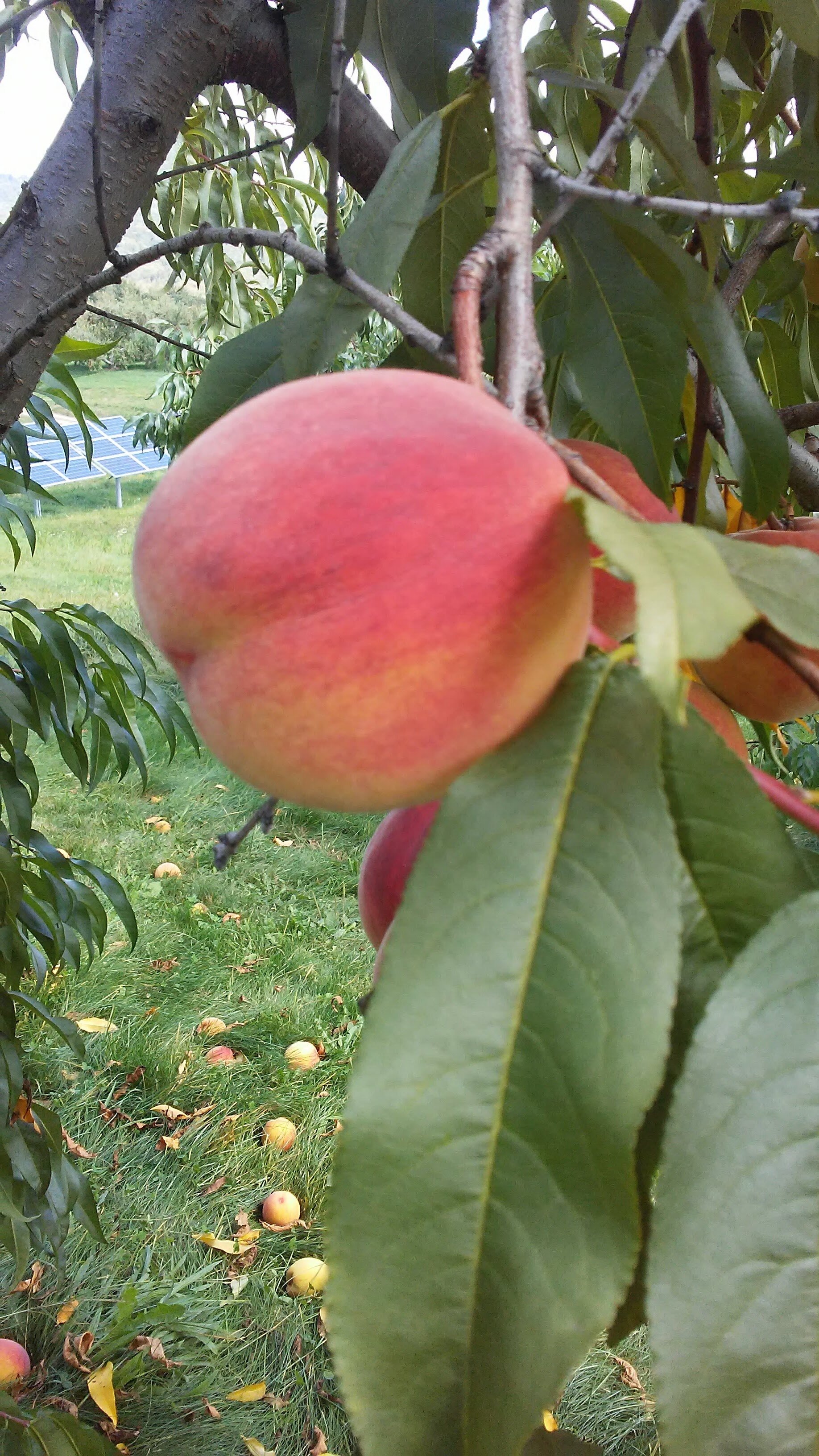 Image of an almost ripe peach on a peach tree.