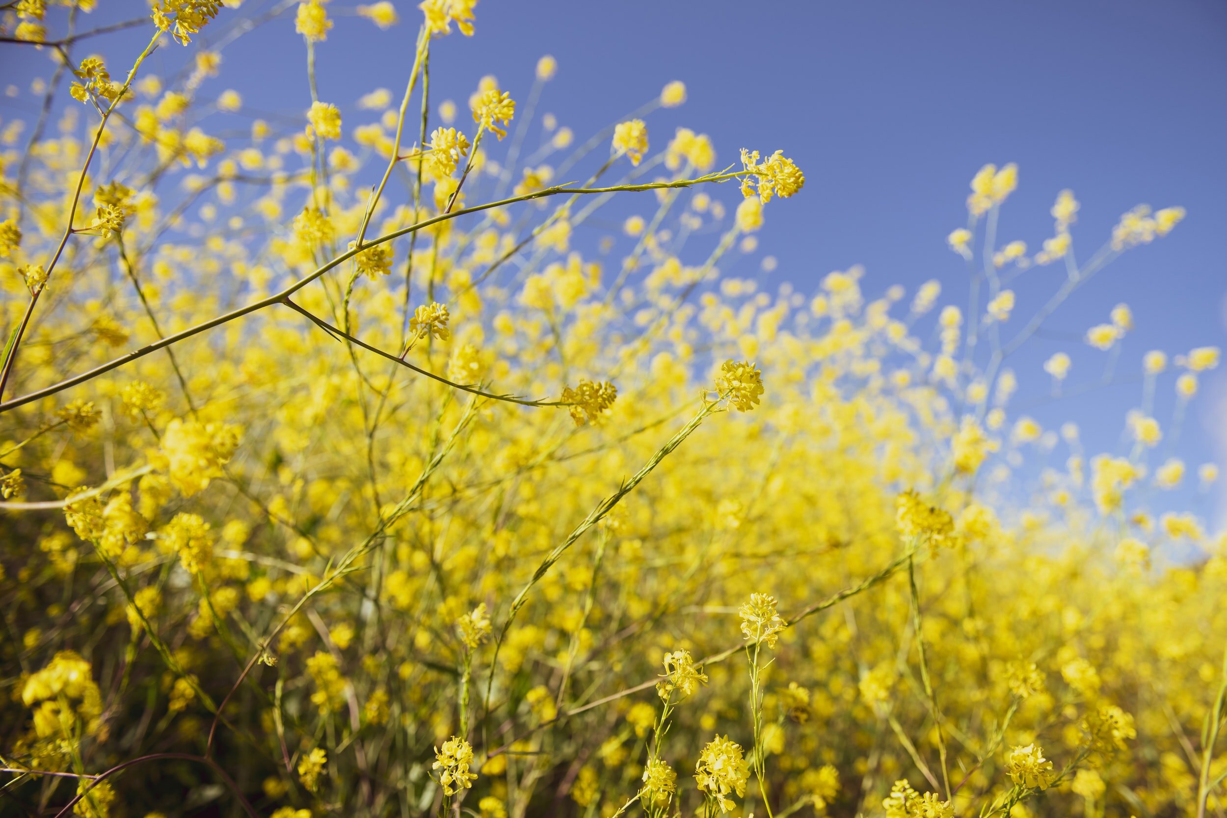 Photo by Tim Mossholder on UnsplashA close-up photo of a patch of yellow flowers.