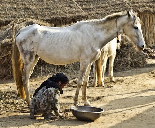 Horse+and+woman+India+www.BrookeUSA.org+cropped.jpg