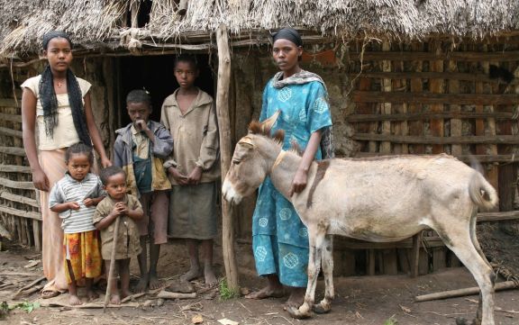 A working equine in the developing world provides a livelihood for an average of six family members..jpg