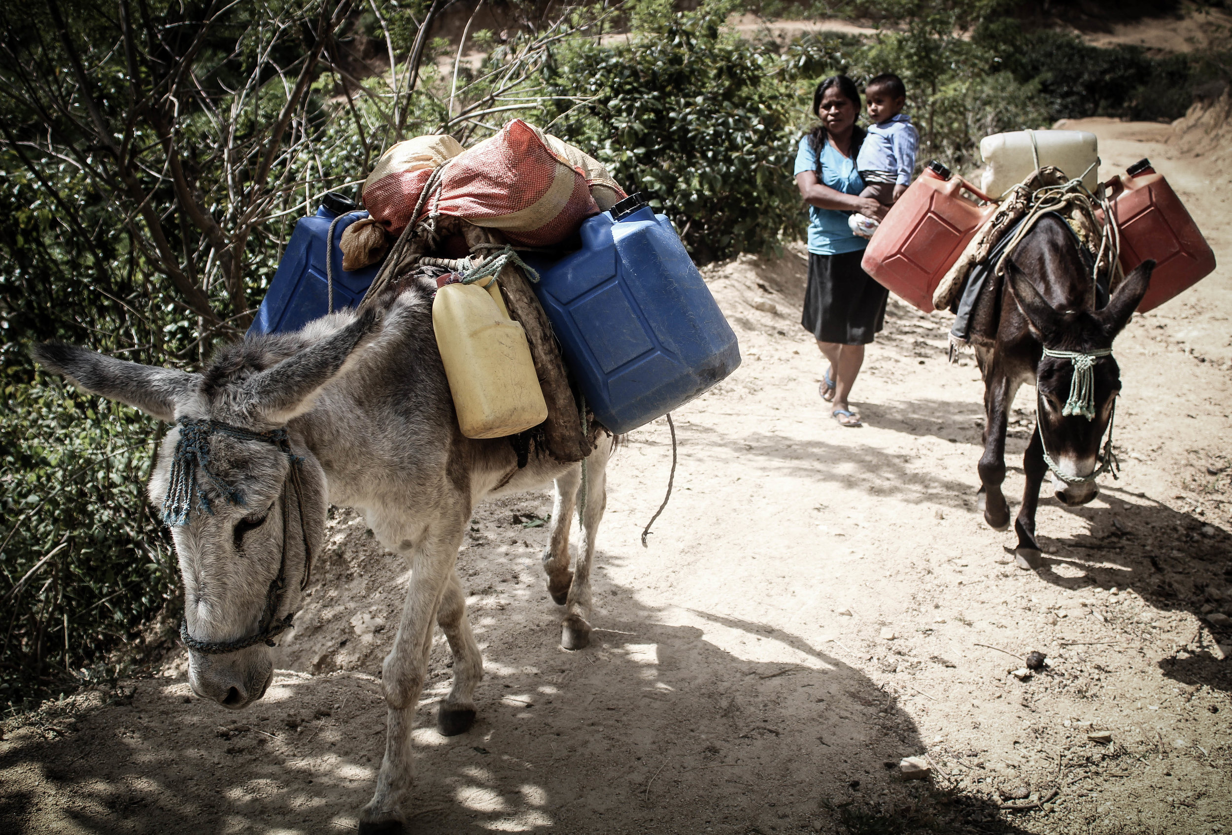 Working equines allow many poor women in the developing world to earn their own money, develop some independence, pay school fees so their children can receive an education, and much,  more..jpg