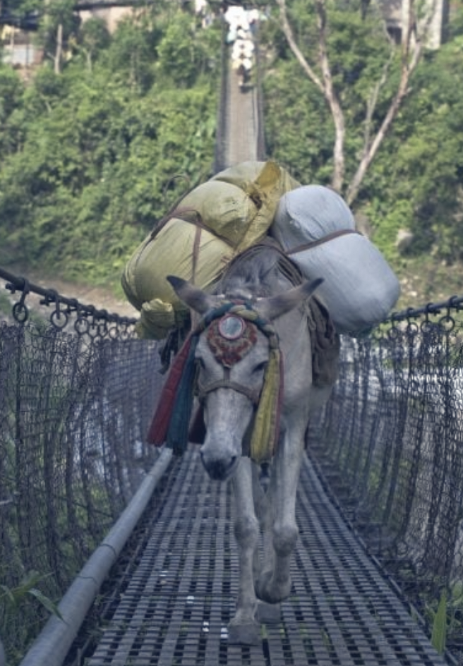 This pack mule is part of a mule train that is carrying supplies in Nepal.