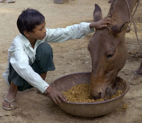 This is Arvind. He likes to play with his family's mule at the end of each work day, but it's also his responsibility to care for the mule. So Arvind has been applying the instruction that a Brooke veterinarian has given the family to keep their mule healthy.