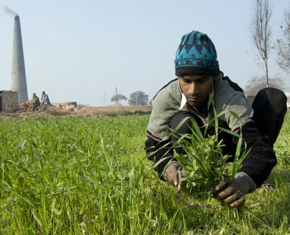 This owner is gathering greens for his horse. His horse doesn't have access to grazing, so he has been taught by Brooke to supplement his horse's diet with green fodder to aid the horse nutritionally and to help with digestion.