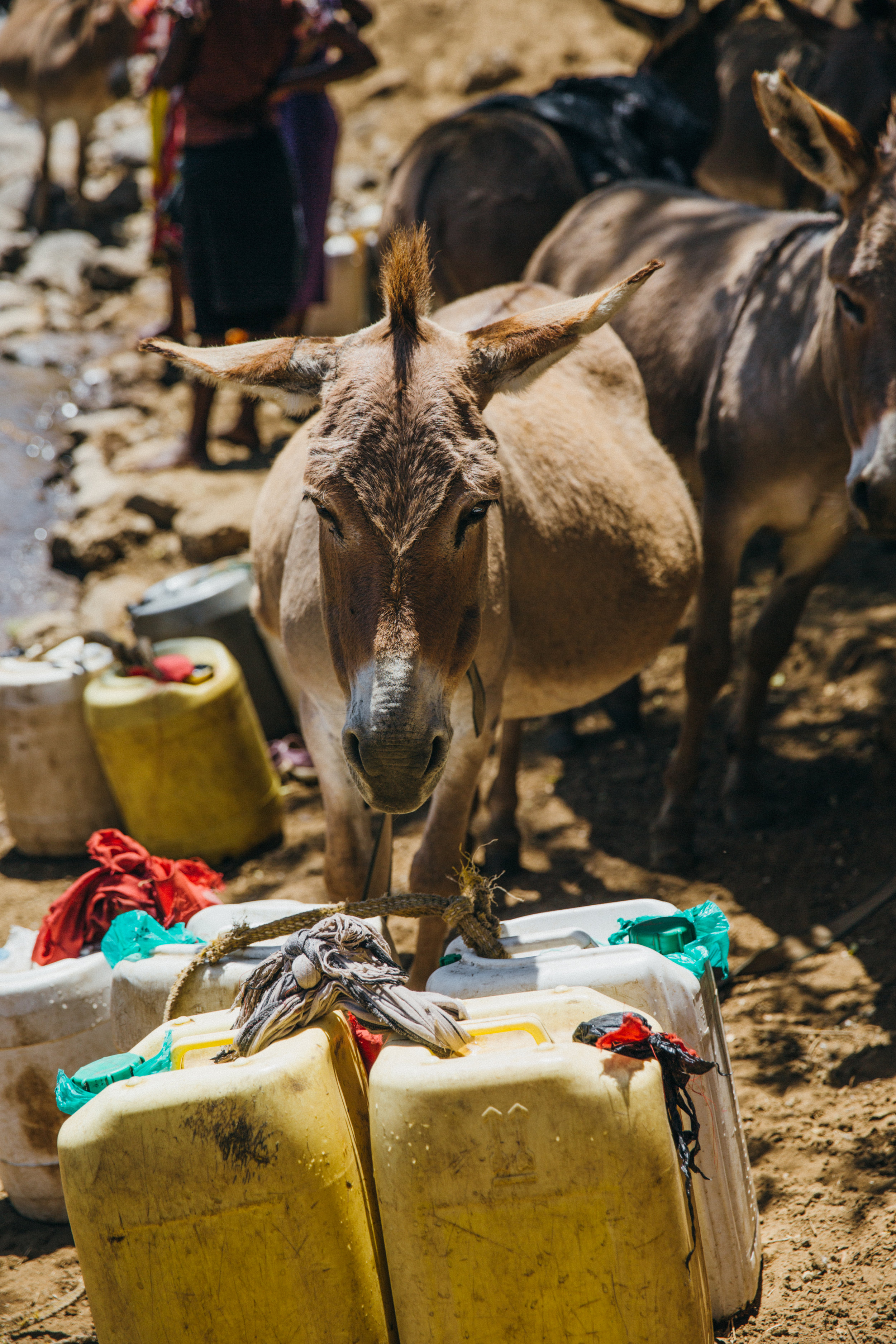 FDowson.Kenya(112of124).JPG