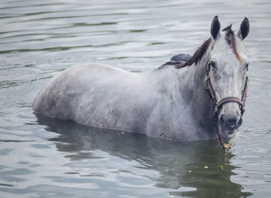 This horse merely represents the equine victims of Hurricanes Harvey, Irma and Maria.