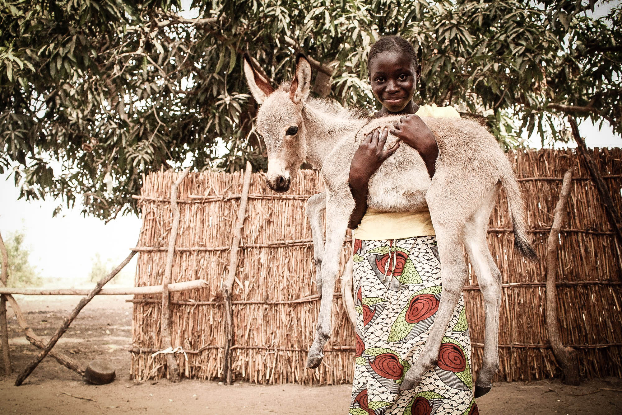 Girl and donkey foal in Senegal-2.jpg