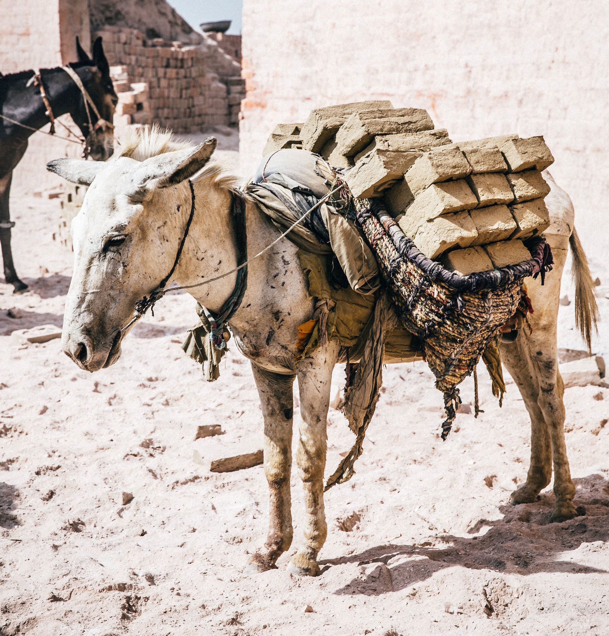 donkey swollen legs wounded brick kiln.jpg