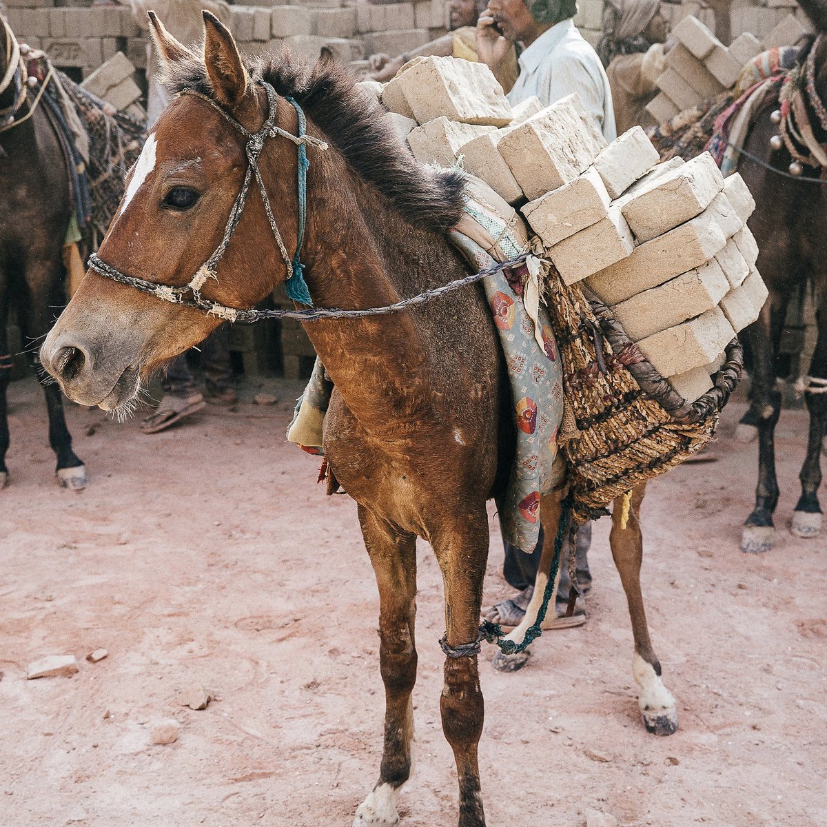 young horse overloaded with bricks.jpg