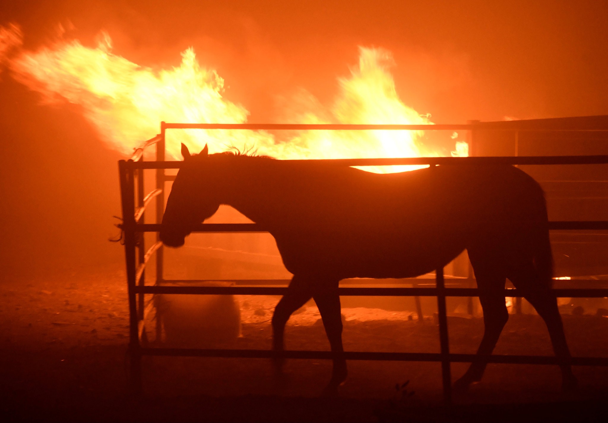  A horse was left behind during the fire in Sylmar, Calif., on Tuesday. NY Times/Credit: Gene Blevins/Reuters   