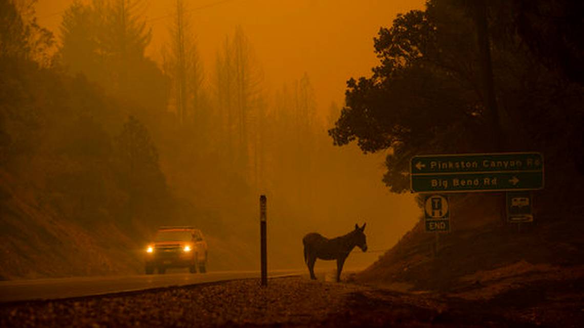  A donkey rests on a roadside as the Camp Fire burns in Big Bend, Calif., on Friday, Nov. 9, 2018.&nbsp;Noah Berger&nbsp;AP Photo   