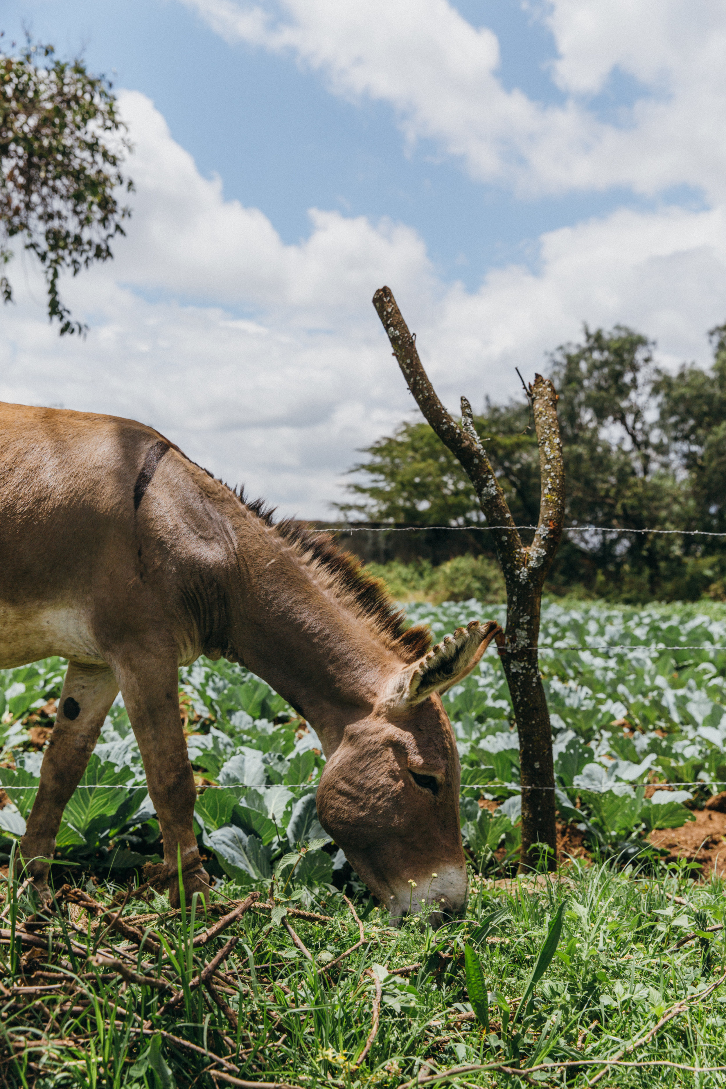 FDowson.Kenya(25of31).JPG