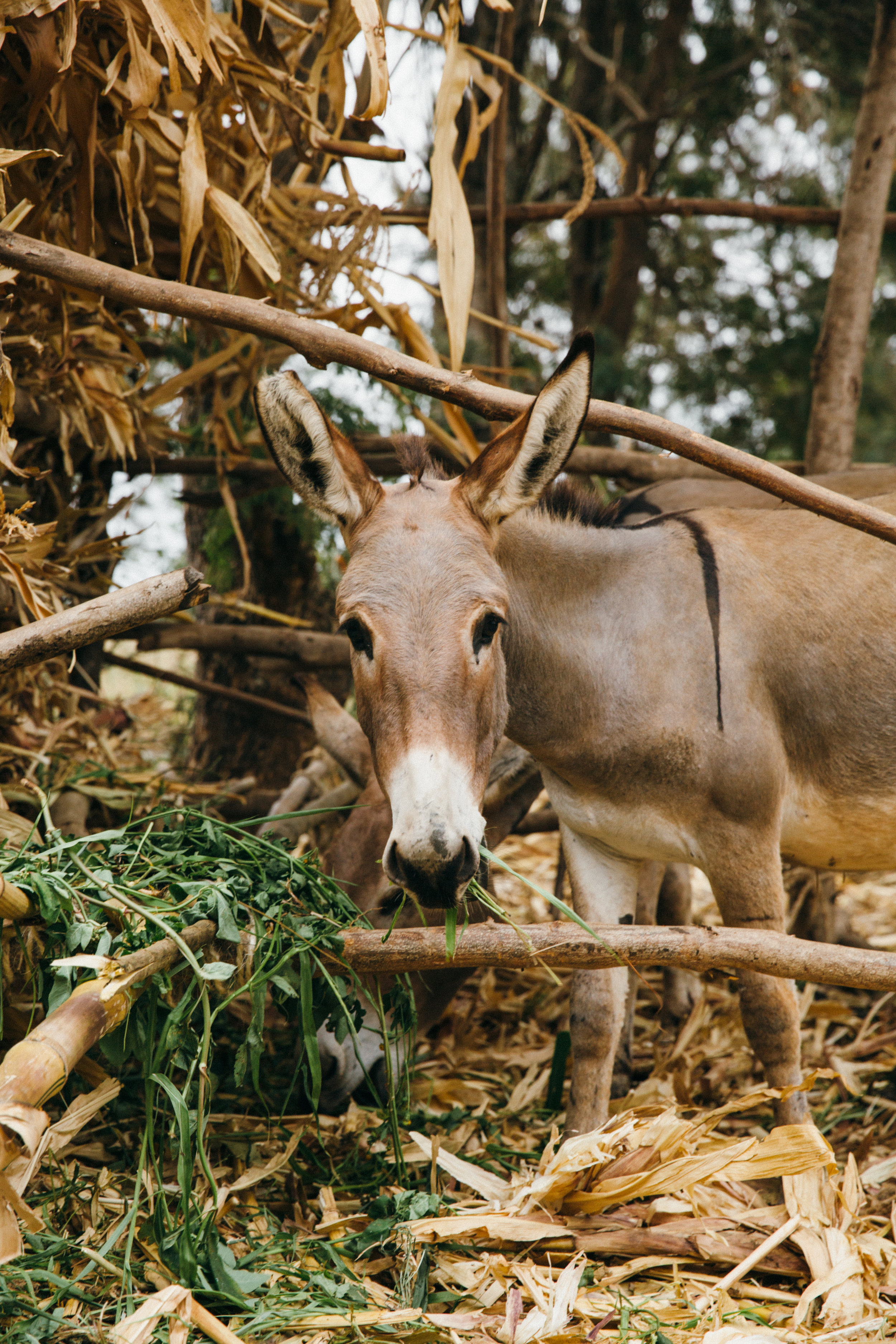 FDowson.Kenya(10of16).JPG