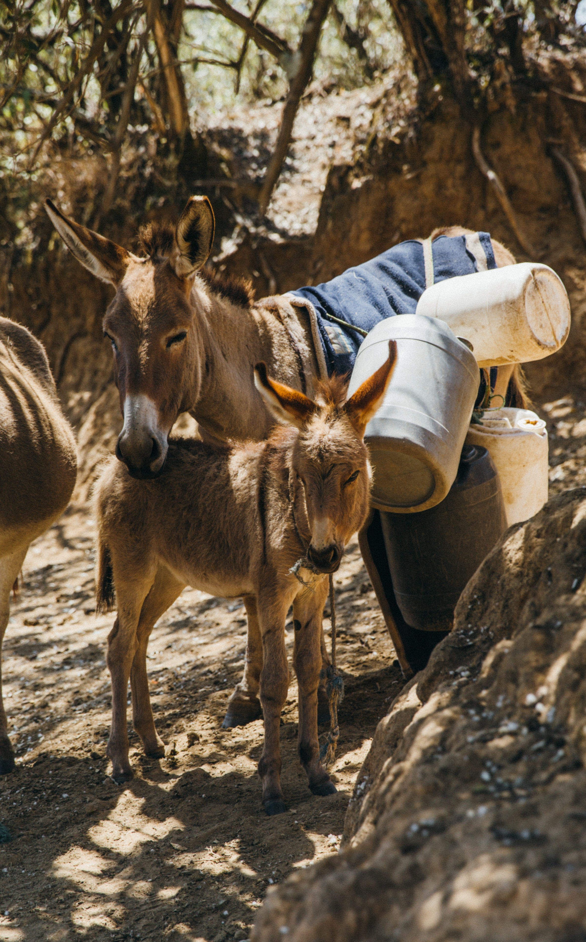 FDowson.Kenya(120of124).JPG