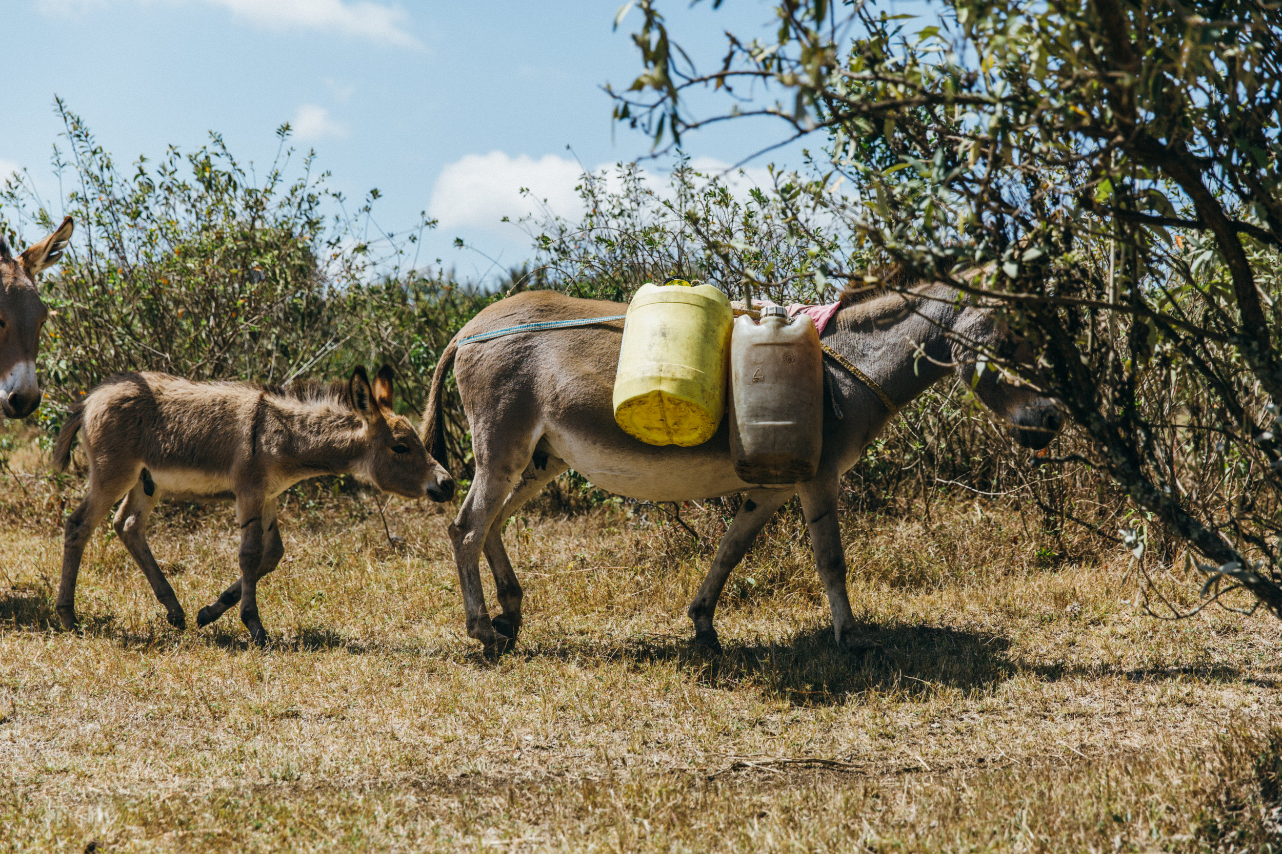 FDowson.Kenya(92of124).JPG