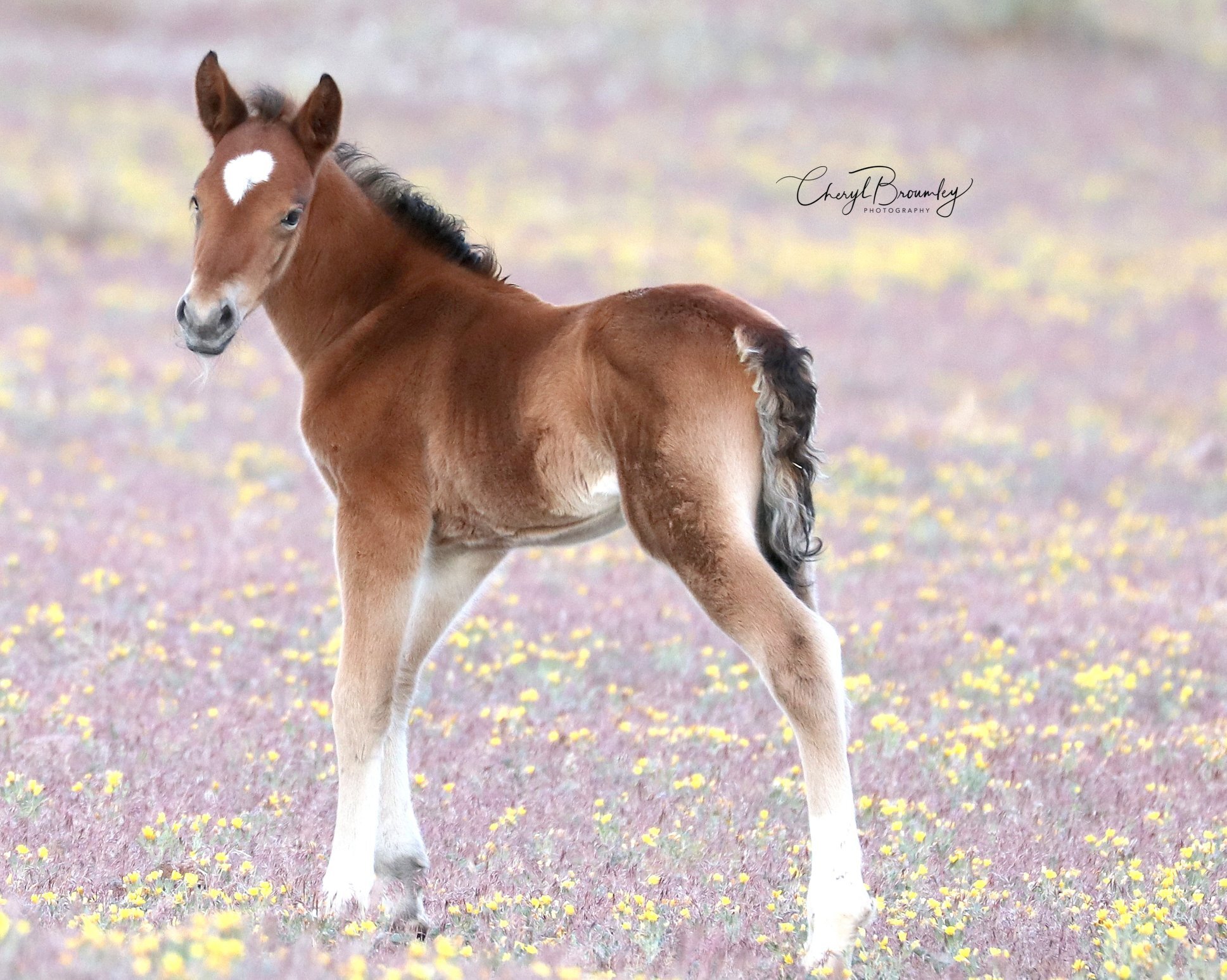Cheryl Broumley - Nevada Wild Horse