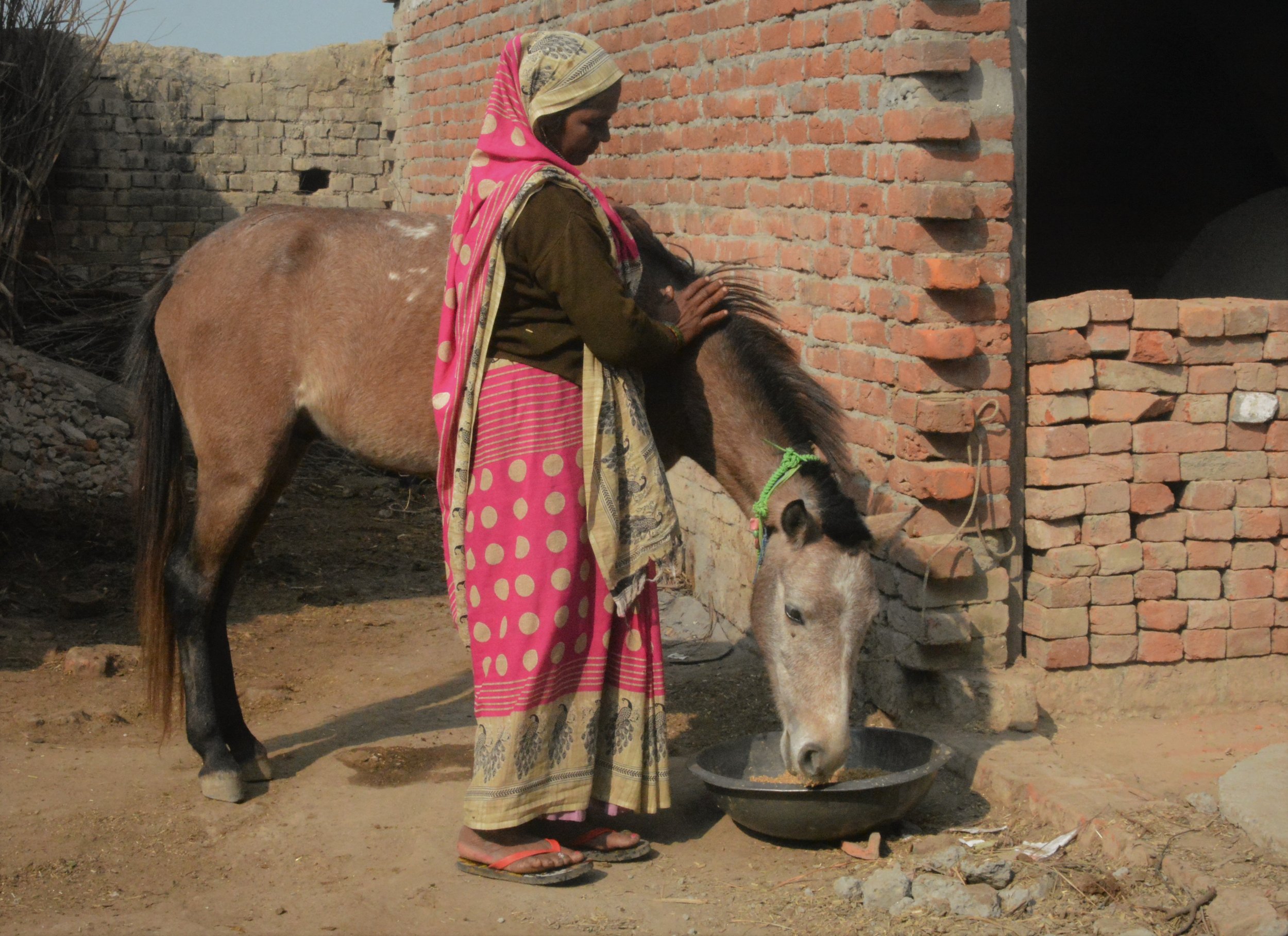 women owner providing feed to her horse.jpg