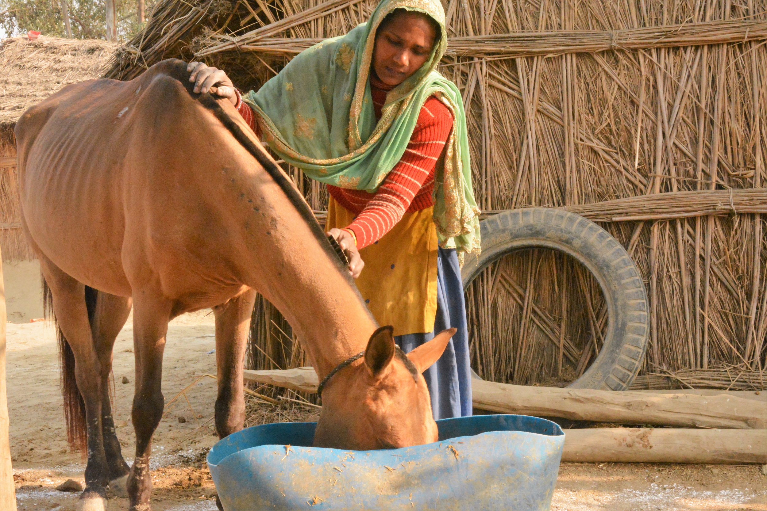 women owner grooming the equine.jpg