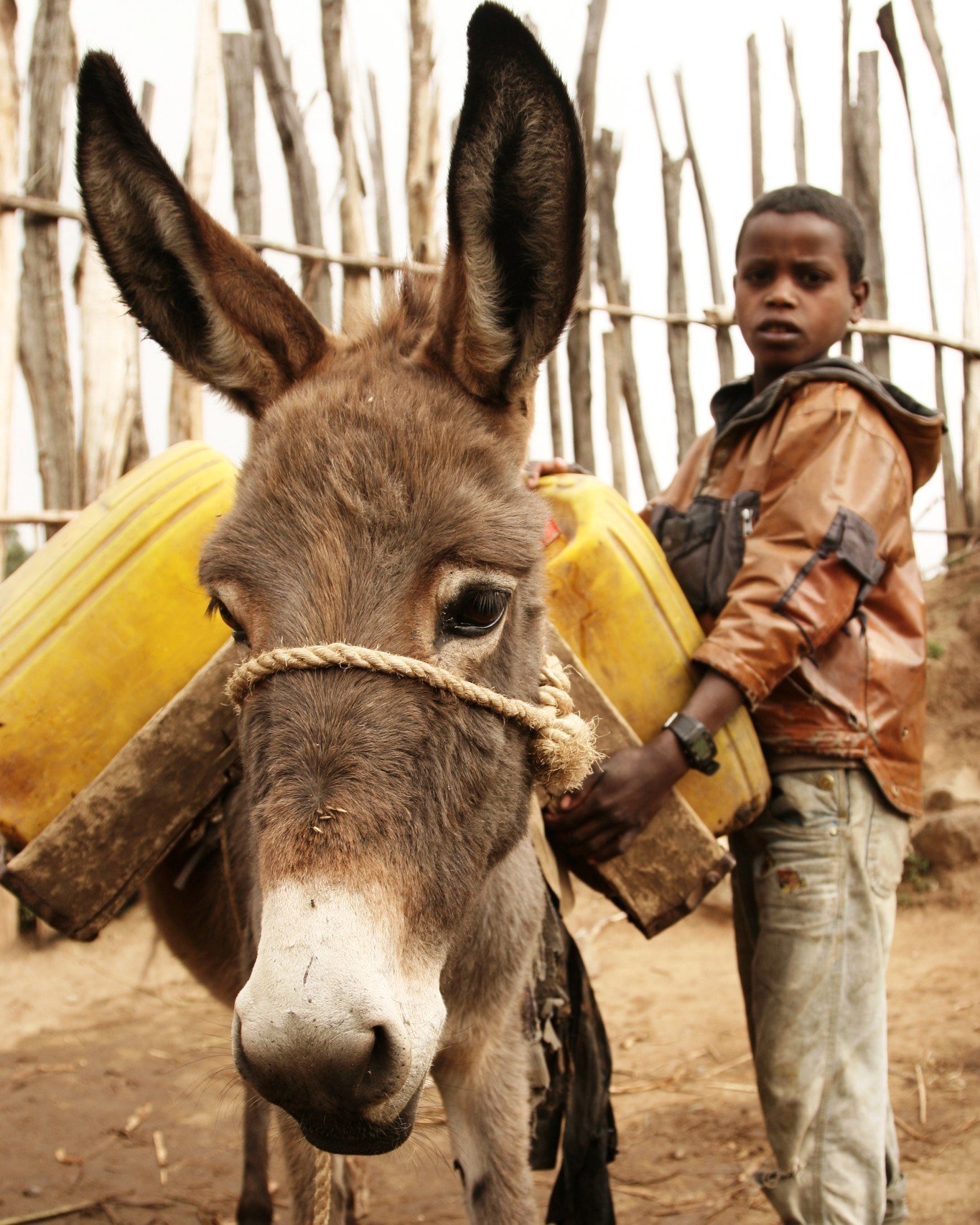 Your support is the key to alleviating the immediate suffering of the world's most vulnerable working horses, donkeys, and mules. Together, we can create meaningful change, achieve global impact, and make sustainable improvements that transform lives