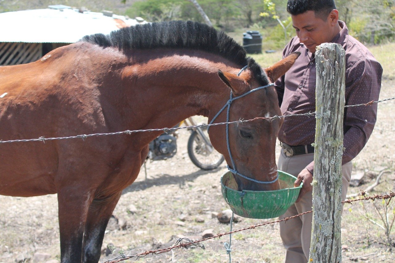 Did you know? 100 million horses, donkeys, and mules support 600 million of the world's poorest people.

Find out more at: https://www.brookeusa.org