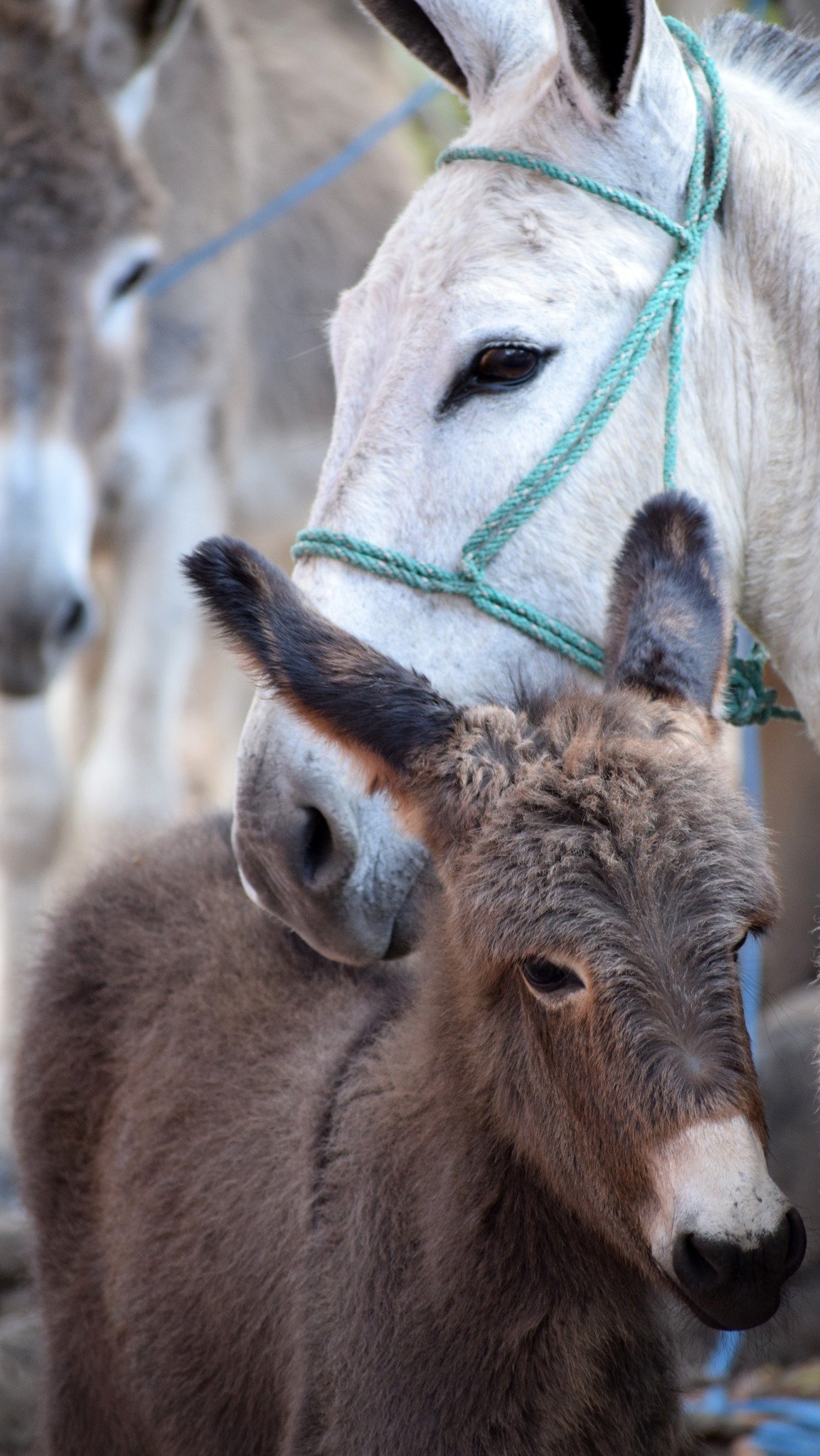 Empowering through education and empathy. With Brooke USA funding, we ensure that Brooke in-country staff and animal owners comprehend equine behaviors and practice gentle handling techniques. 🐴💡 Our mission extends beyond mere care; we foster a cu