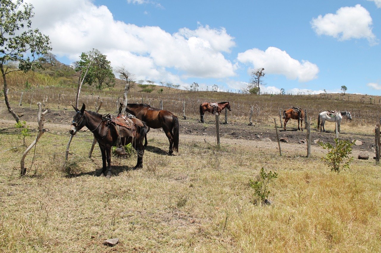 Brooke USA collaborates with individuals, groups, and organizations to secure better living and working conditions for working equines. In doing so, we also enrich the lives of the impoverished people who depend on these animals for their livelihoods