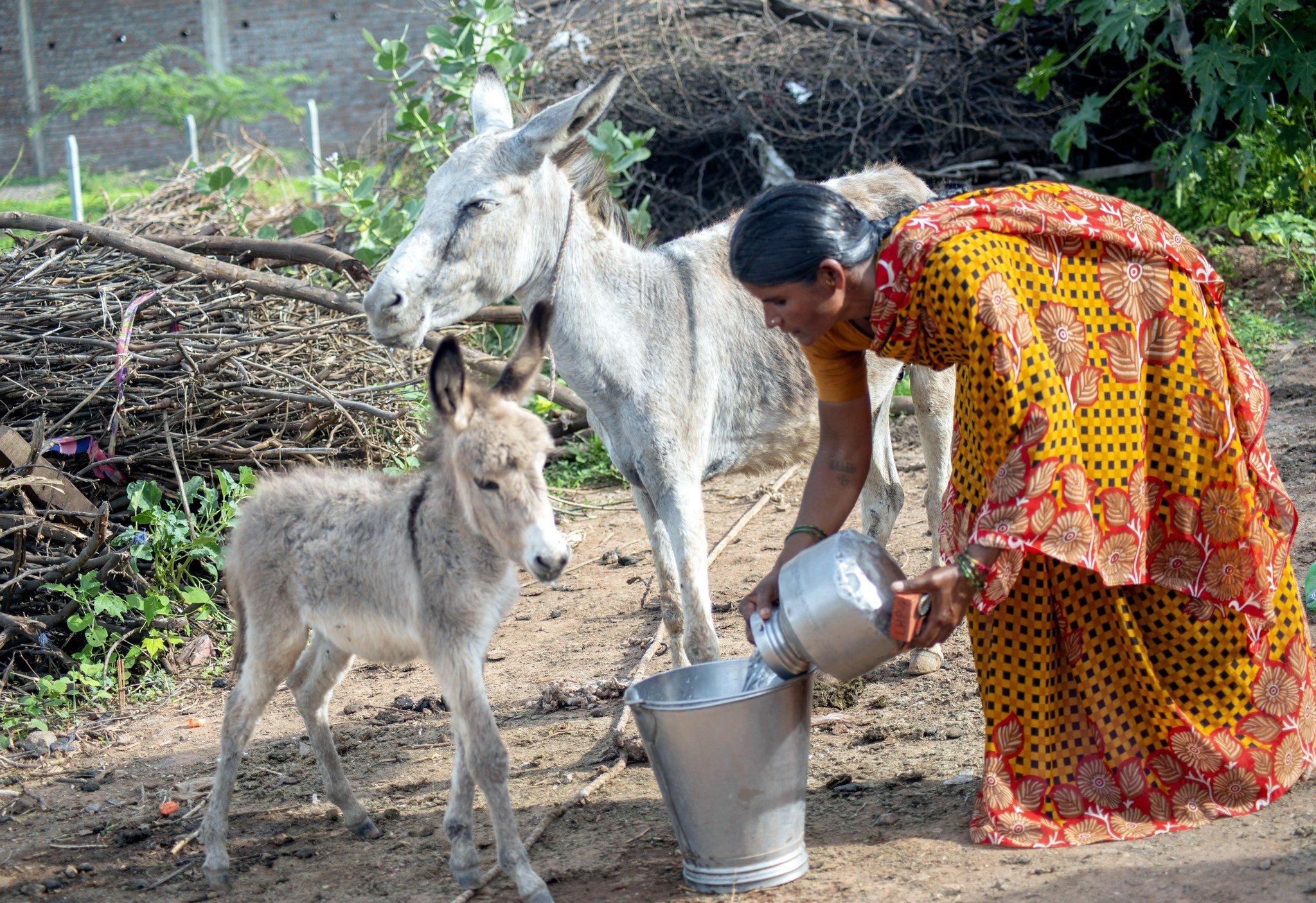 Brooke USA has two primary goals: 1) To relieve the suffering of working horses, donkeys, and mules in vulnerable communities across the world and right here in the United States, and 2) To create sustainable welfare improvements to ensure that equin