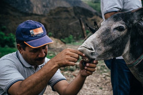 Brooke USA funds programs that involve veterinarians, veterinary assistants, and community health providers who often work in mobile teams collectively traveling over 1,000,000 miles a year to reach working equines needing help. Our funded programs a