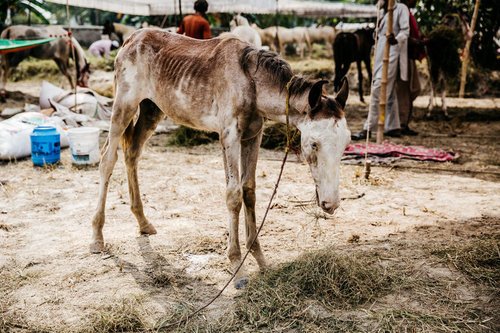 Overtime, Brooke USA has learned that at least 80% of problems experienced by working horses, donkeys, and mules are preventable through good husbandry and are easily treated by animal owners themselves. This is why we are placing more and more empha