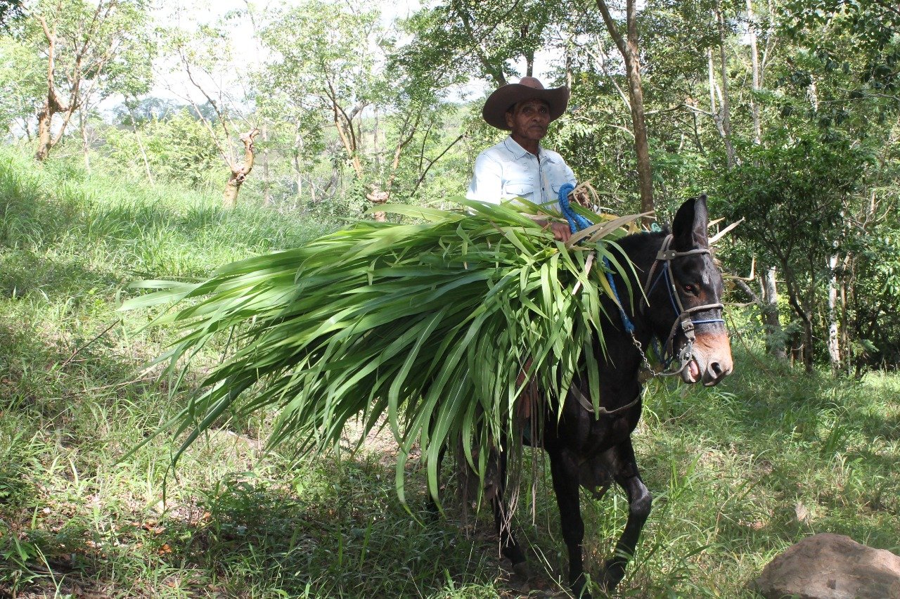 To make long-lasting change, community activities funded by Brooke USA include working with animal owners and caregivers; initiating activities with other community members, such as the training of local service providers and healers; developing adve