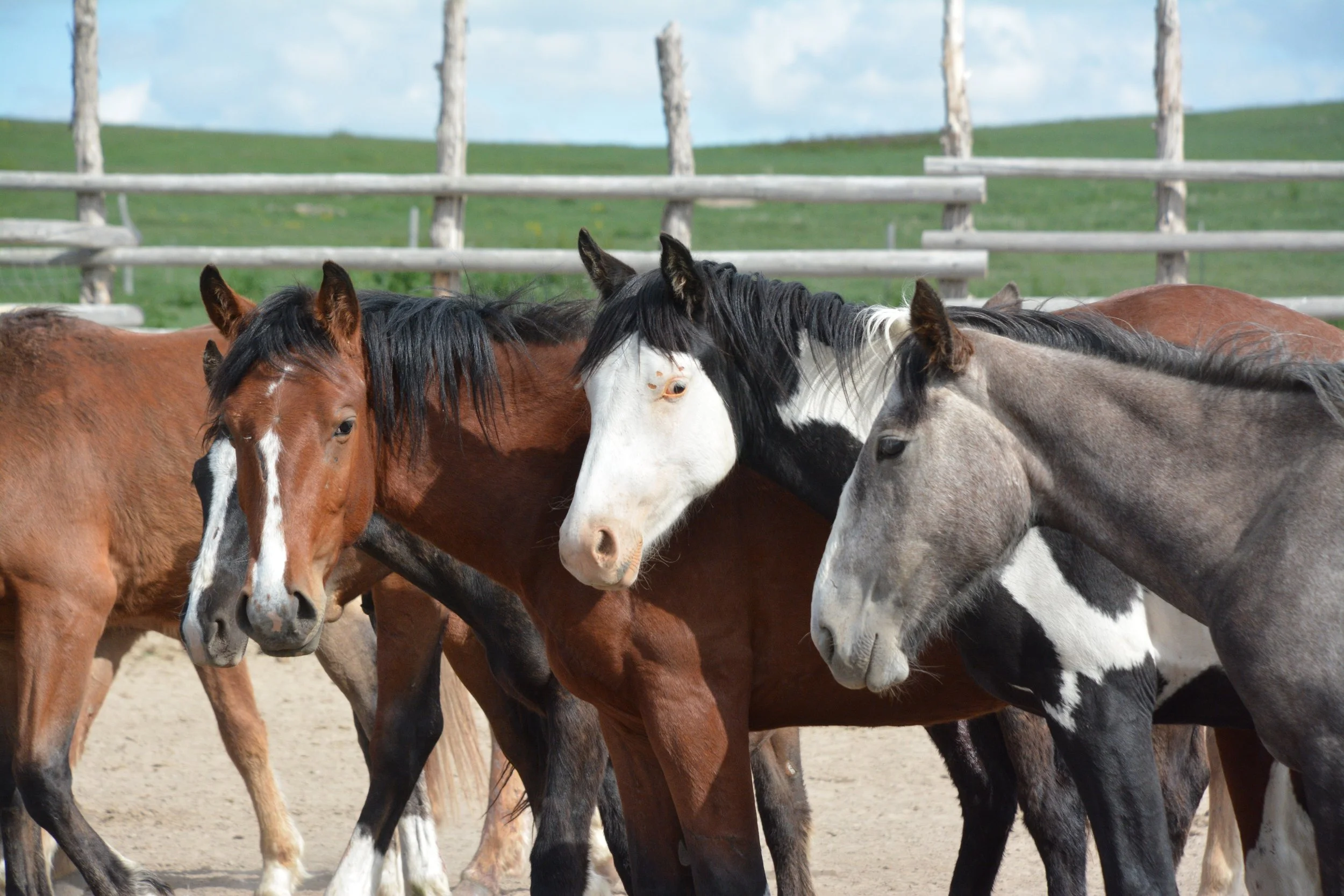 A lot of horses Pine Ridge.jpg