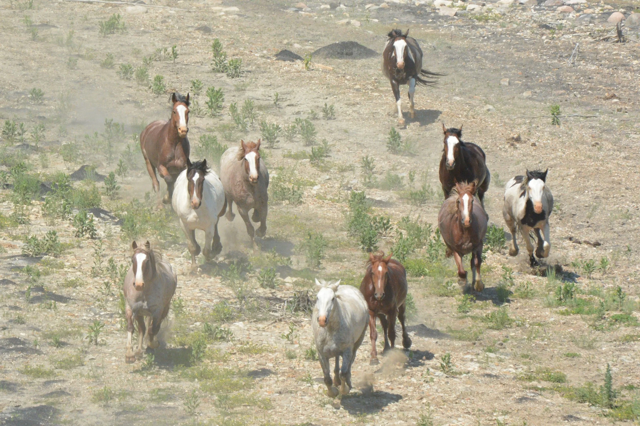 Galloping horses.jpg