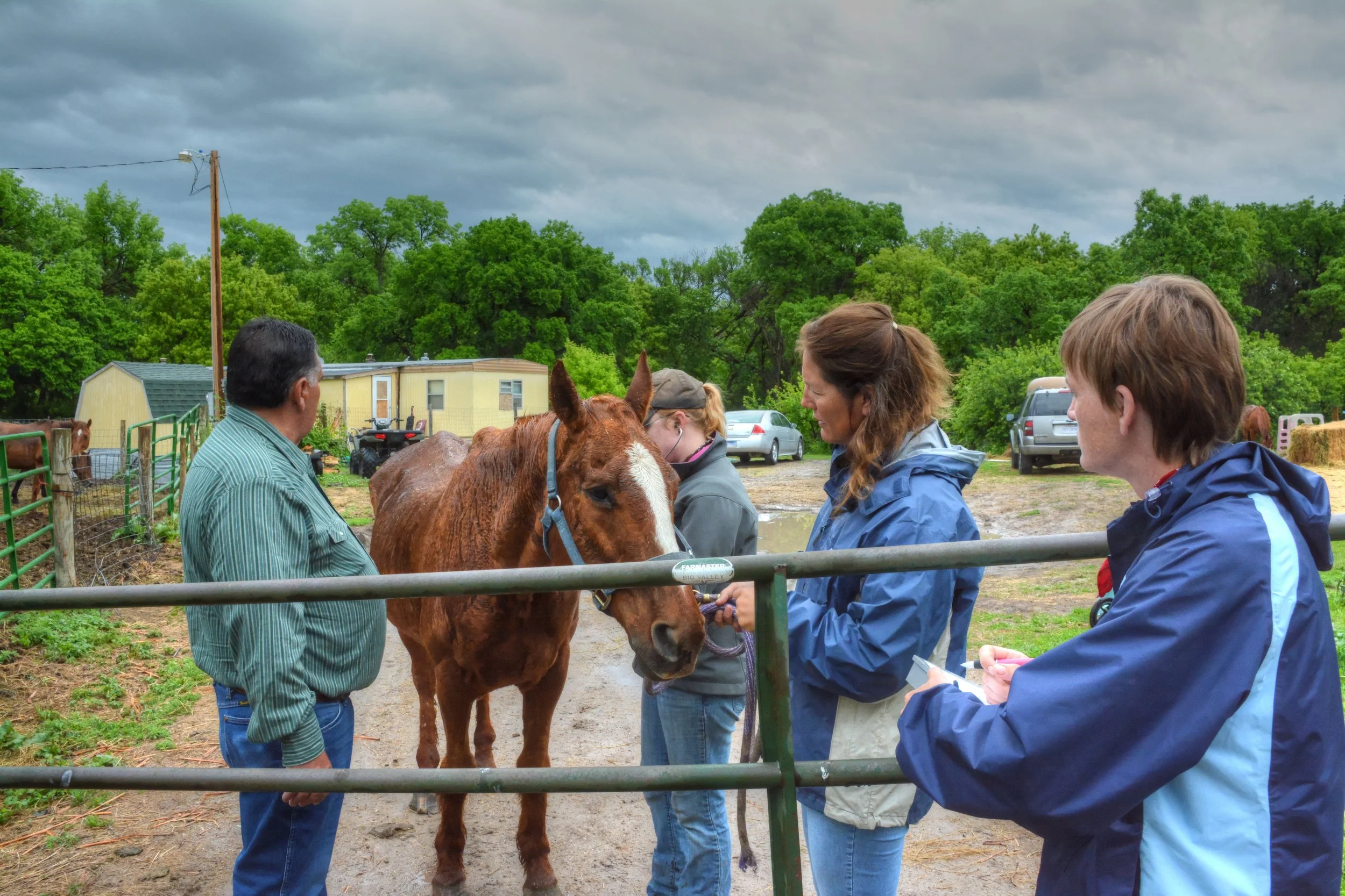 Thin old horses being examined Pine Ridge.jpg